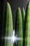 Sansevieria cylindrical close-up with light. Abstract natural background.