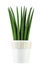 Sansevieria cylindrical isolated on white background. Indoor plants in a pot