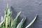 Sansevieria - decorative plant on the background