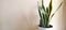 Sansevieria is an decorative plants