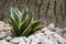 Sansevieria Dracaena, succulent plants. Air purifying tree. Ornamental plant for decorating the rock garden