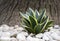 Sansevieria Dracaena, succulent plants, Snake plant. Air purifying tree. Ornamental plant for decorating in the rock garden
