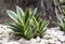 Sansevieria Dracaena, succulent plants, Snake plant. Air purifying tree. Ornamental plant for decorating in the rock garden