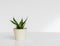 Sansevieria dwarf Snake Plant Birdâ€™s Nest in a beautiful flowerpot on white isolated background with copy space