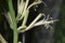 Sansevieria flower and flower buds