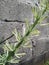 Sansevieria flower shoots in the garden