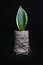 Sansevieria is the genus Dracaena - Indoor plant