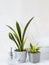 Sansevieria Golden Flame and small Golden Hahnii, Snake Plant in grey plastic pots and glass sprayer on light marble background.