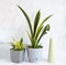 Sansevieria Golden Flame and small Golden Hahnii, Snake Plant in grey plastic pots and sprayer on light marble background. Two