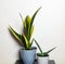 Sansevieria Golden Flame and small Snake Plant in grey plastic pot on wooden table on light background. Two Succulent, house plant