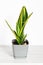 Sansevieria Golden Flame, Snake Plant in grey plastic pot on wooden table on white background. Succulent, house plant. Selective