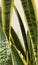 Sansevieria Golden Hahnii, Snake Plant close up on white background.. Succulent, house plant. Selective Focus. Houseplant,