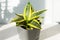 Sansevieria Golden Hahnii, Snake Plant in grey plastic pot on wooden table on light background in sunlight. Succulent, house plant