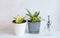 Sansevieria Golden Hahnii, Snake Plant in plastic pot on marble table next to glass watering bottle. Succulent, indoor plant.
