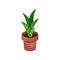 Sansevieria green houseplant, potted plant vector illustration