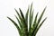 Sansevieria green plant