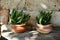 Sansevieria green plant in pot on old wooden table and on stone