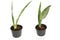 Sansevieria green plants on white background