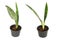 Sansevieria green plants on white background