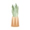 Sansevieria, green potted houseplant. Moonshine snake plant with upright leaf growing in flowerpot. Modern home interior