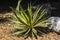 Sansevieria on the ground has long slender leaves like spears.