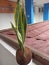 Sansevieria is a group of long plants that have sharp, blade-like leaves