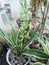 Sansevieria is a historically known genus of flowering plants