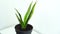 Sansevieria home plant on the bedside table left glide