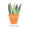 Sansevieria. House plant in a clay pot