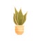 Sansevieria house plant, elegant home or office decor vector Illustration on a white background