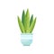 Sansevieria house plant, indoor flower in pot, elegant home decor vector Illustration