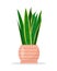 Sansevieria houseplant in ceramic flowerpot. Tropical plant for home or office