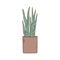 sansevieria houseplant. Indoor potted plant vector outline doodle illustration.