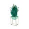 Sansevieria houseplant in a pot. Vector illustration in flat style