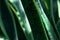 Sansevieria leaf in shadows Shaking Mosquito Dengue Insect Background