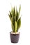 Sansevieria or lizard tail plant isolated