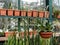 Sansevieria and many different indoor potted plants in Botanical Garden of Moscow University `Pharmacy Garden` or `Aptekarskyi ogo