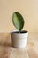 Sansevieria masoniana succulents plant in a beautiful pot