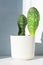 Sansevieria Masoniana Whale Fin, Snake Plant in plastic pot on blue background in bright sunlight. Succulent, house plant.