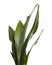 Sansevieria Moonshine leaves, Moonshine Snake Plant, isolated on white background with clipping path