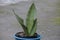 sansevieria moonshine - plant