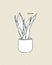 Sansevieria moonshine plant, hand draw sketch vector