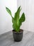 Sansevieria moonshine popular houseplant