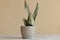 Sansevieria moonshine or silver queen plant