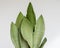 Sansevieria moonshine snakplant closeup on isolated white background