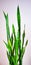 Sansevieria (Mother-in-law\'s tongue)