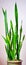 Sansevieria (Mother-in-law\'s tongue)