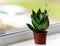 Sansevieria Mother-in-Law's Tongue, Snake Plant plant on a window sill