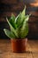 Sansevieria Mother-in-Law's Tongue, Snake Plant plant on a wooden background
