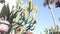 Sansevieria plant in flower pot, succulent cactus and blue sky. Mexican garden.